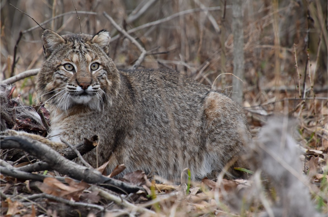 An adult bobcat rests on the ground in the forest.  Photo by Sujay Singh, CWRL predator technician