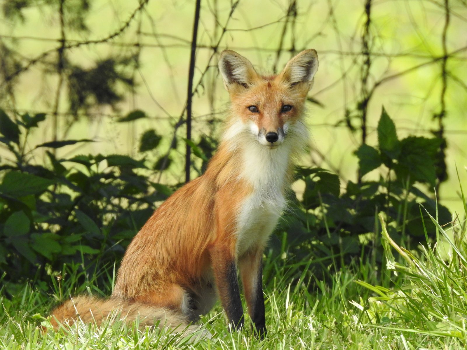 A red fox sits in the grass in front of a fence. Photo by IDNR