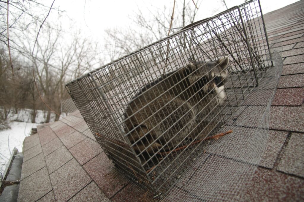 A raccoon is livetrapped on a roof. Photo by IDNR